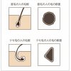 くせ毛の仕組み
